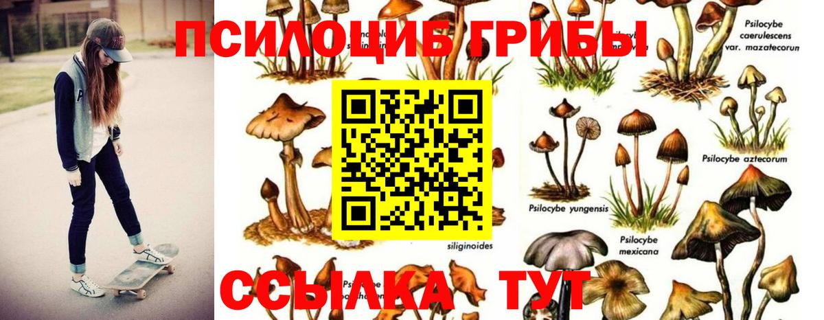 Псилоцибиновые грибы Psilocybine cubensis Сокол